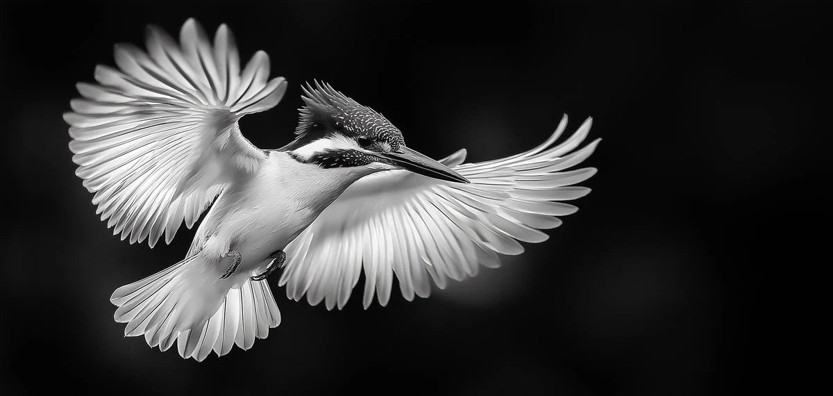 Black - and - White Bird II Living Room Mural Wallpaper Dramatic Minimalist Decoration Mural Wallpaper - room preview 02