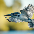 Kingfisher in Flight Mural Wallpaper — Nature Inspired Decor Mural Wallpaper - room preview 02