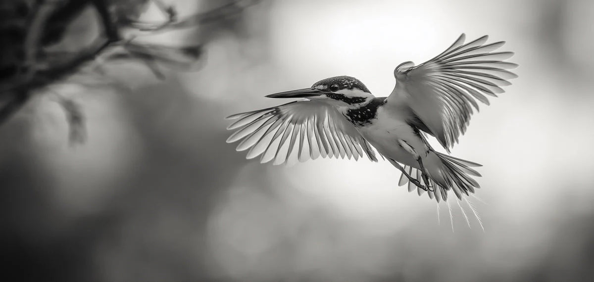 Kingfisher in Flight Mural Wallpaper — Minimalist Monochrome Decor Mural Wallpaper - room preview 02