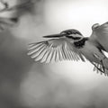 Kingfisher in Flight Mural Wallpaper — Minimalist Monochrome Decor Mural Wallpaper - room preview 02