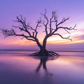 Lone Driftwood Tree Mural Wallpaper — Ethereal Sunset Horizon Mural Wallpaper - room preview 02
