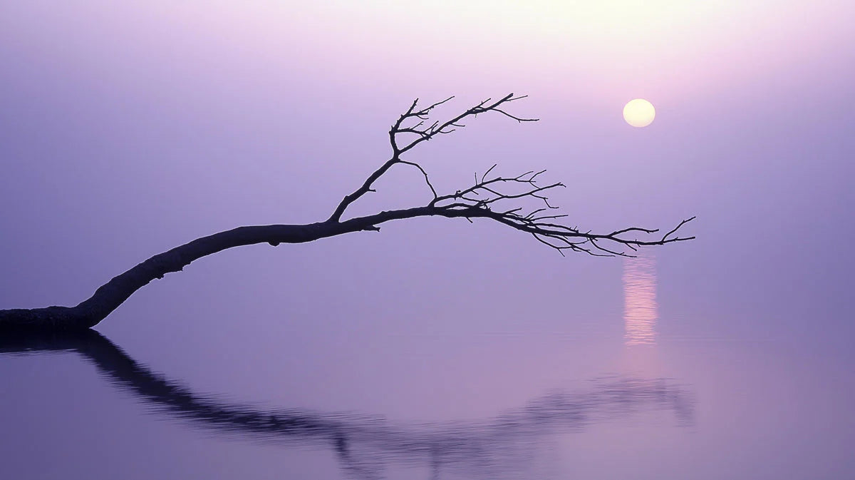 Minimalist Violet Branch Mural Wallpaper — Artistic Dusk Scene Mural Wallpaper - room preview 02