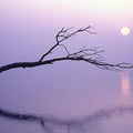 Minimalist Violet Branch Mural Wallpaper — Artistic Dusk Scene Mural Wallpaper - room preview 02