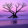 Coastal Sunset Tree Mural Wallpaper — Dreamy Purple Horizon Mural Wallpaper - room preview 02