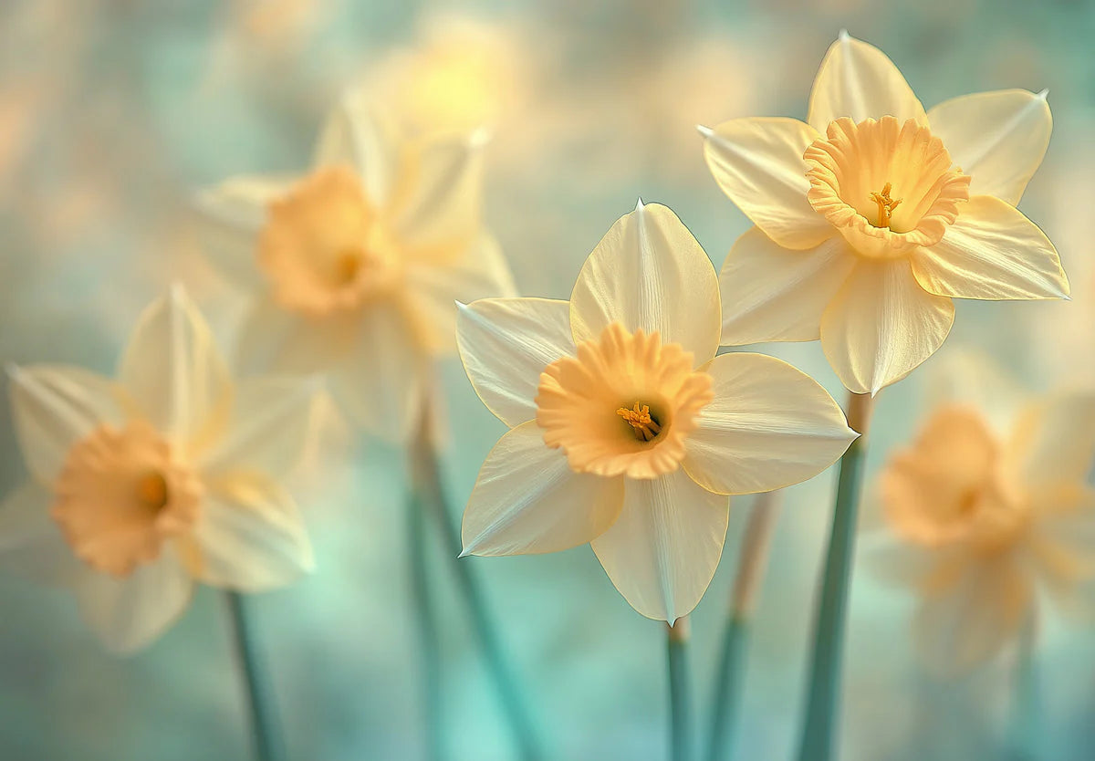 Sun-Kissed Daffodil Floral Mural Wallpaper — Soft Botanical Decor Mural Wallpaper - room preview 02