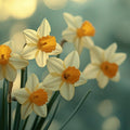Daffodil Garden Mural Wallpaper — Soft Botanical Art Mural Wallpaper - room preview 02