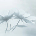 Ethereal Ghost Flower Mural Wallpaper — Soft Focus Floral Mural Wallpaper - room preview 02
