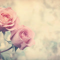 Vintage Rose Garden Mural Wallpaper — Romantic Pastel Botanical Mural Wallpaper - room preview 02
