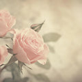 Soft Vintage Rose Mural Wallpaper in Warm Pastel Tones Mural Wallpaper - room preview 02