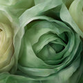 Ethereal Green Rose Macro Mural Wallpaper — Soft Botanical Floral Mural Wallpaper - room preview 02