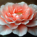 Large Peony Bloom Mural Wallpaper — Warm Romantic Floral Art Mural Wallpaper - room preview 02