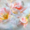 Radiant Tulip Bloom Mural Wallpaper — Soft Painterly Floral Mural Wallpaper - room preview 02