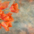 Vibrant Orange Tulip Floral Mural Wallpaper — Artistic Oil Style Mural Wallpaper - room preview 02