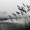 Mist-Covered Reed Field Mural Wallpaper — Monochrome Landscape Mural Wallpaper - room preview 02