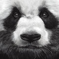 Monochrome Panda Portrait Mural Wallpaper — Artistic Wildlife Wall Art Mural Wallpaper - room preview 02