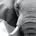 Elephant Portrait Mural Wallpaper — Bold Monochrome Wildlife Art Mural Wallpaper - room preview 02