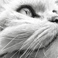 Majestic Feline Portrait Mural Wallpaper — Monochrome Art Decor Mural Wallpaper - room preview 02