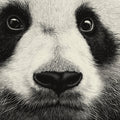 Close-Up Panda Portrait Mural Wallpaper — Monochrome Wildlife Art Mural Wallpaper - room preview 02