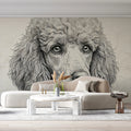 Poodle Portrait Mural Wallpaper in Fine Charcoal Line Art Mural Wallpaper - room preview 02