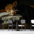 Sleeping Highland Calf Mural Wallpaper —Cozy Artistic Wall Mural Mural Wallpaper - room preview 02