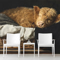 Sleeping Highland Calf Mural Wallpaper —Artistic Farmhouse Decor Mural Wallpaper - room preview 02