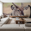 Waterbuck Portrait Mural Wallpaper - room preview 02