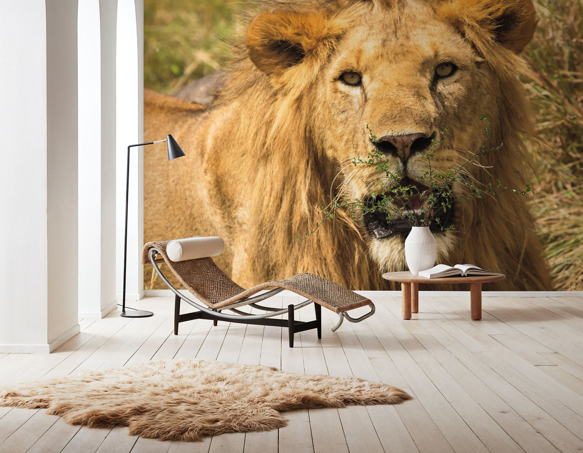 Lion Mural Wallpaper - room preview 02