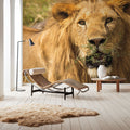 Lion Mural Wallpaper - room preview 02