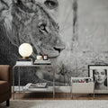 Young Lion BW Mural Wallpaper - room preview 02