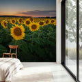 Proud Sunflower Field Mural Wallpaper - room preview 02