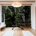 Luminous Birch Mural Wallpaper - room preview 02