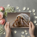 Macro Hermit Crab Mural Wallpaper — Coastal Nature Photography Mural Wallpaper - room preview 03