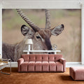 Waterbuck Portrait Mural Wallpaper - room preview 03