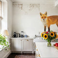 Red Fox IV Mural Wallpaper - room preview 03