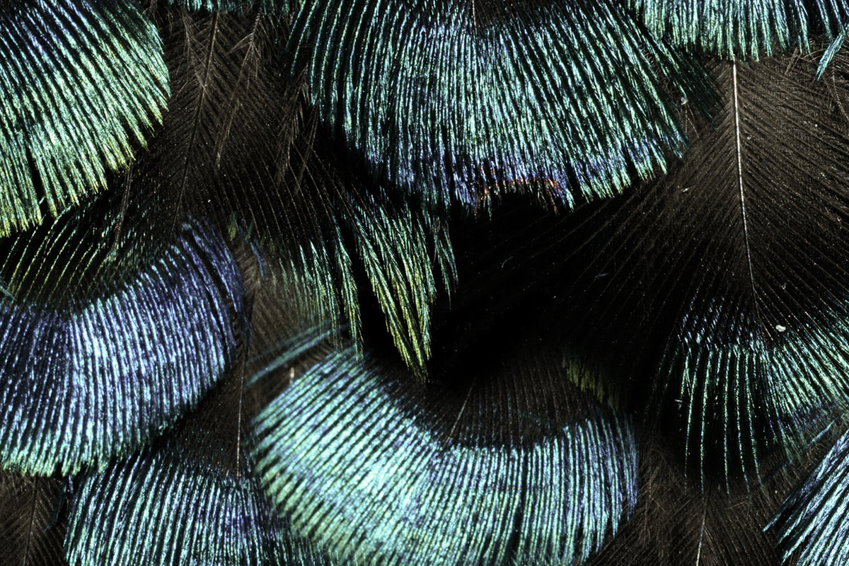 Petite Peacock Plumage, Opal Mural Wallpaper - room preview 03