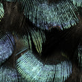 Petite Peacock Plumage, Opal Mural Wallpaper - room preview 03