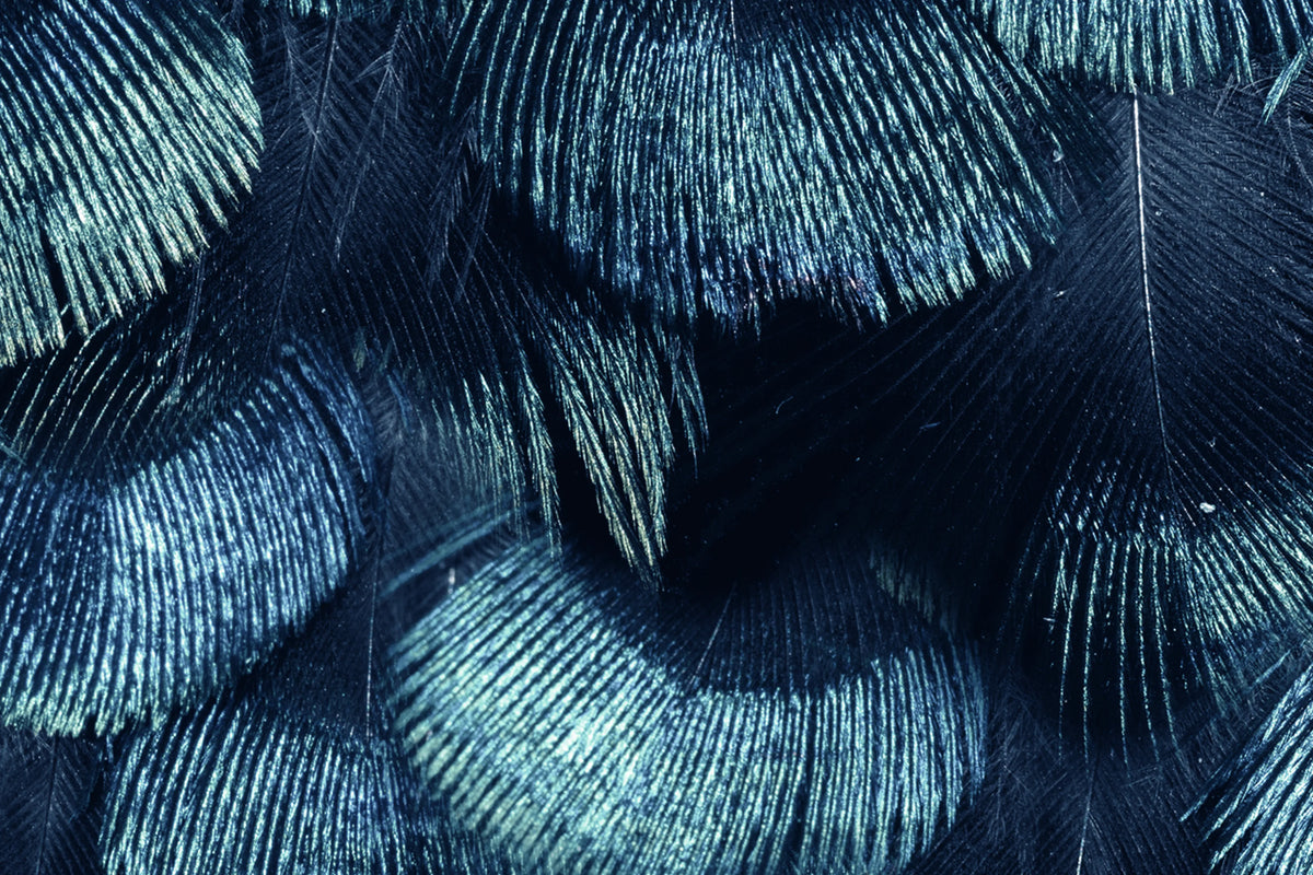 Petite Peacock Plumage, Teal Mural Wallpaper - room preview 03