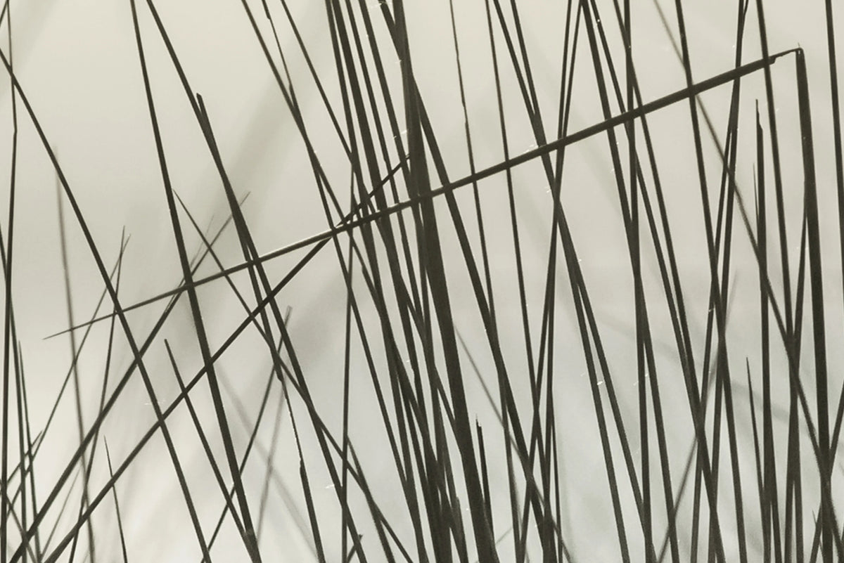 Coastal Reed Mural Wallpaper - room preview 03