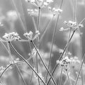 Frosty Straw Mural Wallpaper - room preview 03