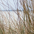 Reed Mural Wallpaper - room preview 03