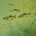 Golden Carp Pond Mural Wallpaper — Soft Aquatic Nature Art Mural Wallpaper - room preview 04