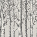 Monochrome Birch Forest Mural Wallpaper — Hand-Drawn Woodland Art Mural Wallpaper - room preview 04
