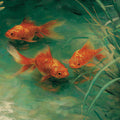 Golden Koi Pond Mural Wallpaper — Oil Painting Style Art Mural Wallpaper - room preview 04
