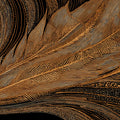 Golden Feather Line Art Mural Wallpaper — Sophisticated Black Design Mural Wallpaper - room preview 04