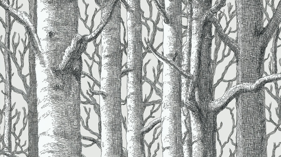 Forest Wallpaper Mural – Woodland Wall Mural – Graphic Birch Forest — Detailed Sketch Design printable artwork