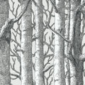 Graphic Birch Forest Mural Wallpaper — Detailed Sketch Design Mural Wallpaper - room preview 04