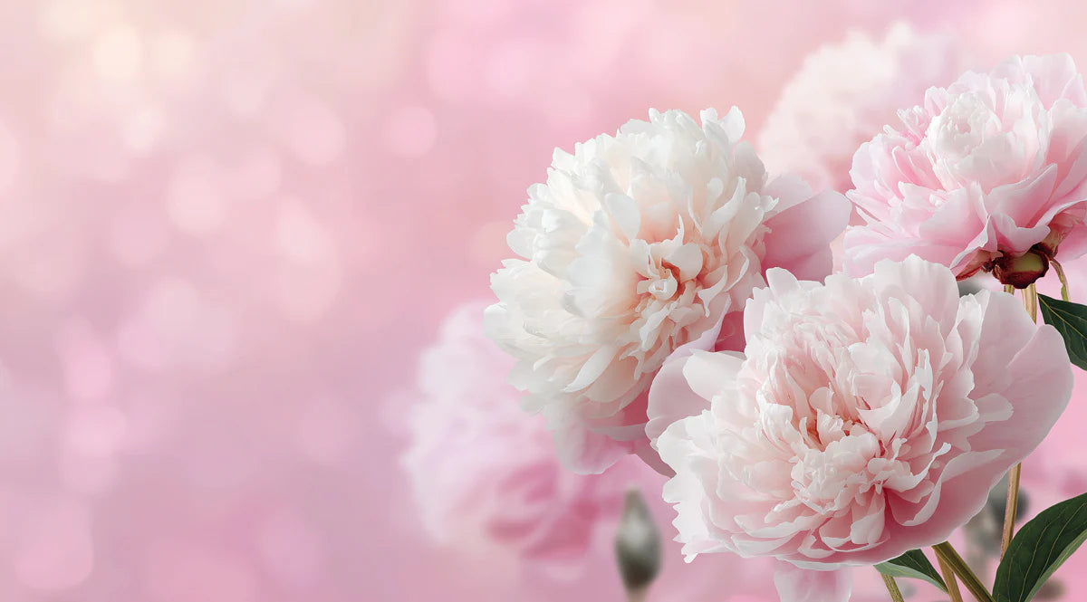 Soft Pink Peony Bloom Mural Wallpaper — Ethereal Floral Design Mural Wallpaper - room preview 04