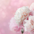 Soft Pink Peony Bloom Mural Wallpaper — Ethereal Floral Design Mural Wallpaper - room preview 04