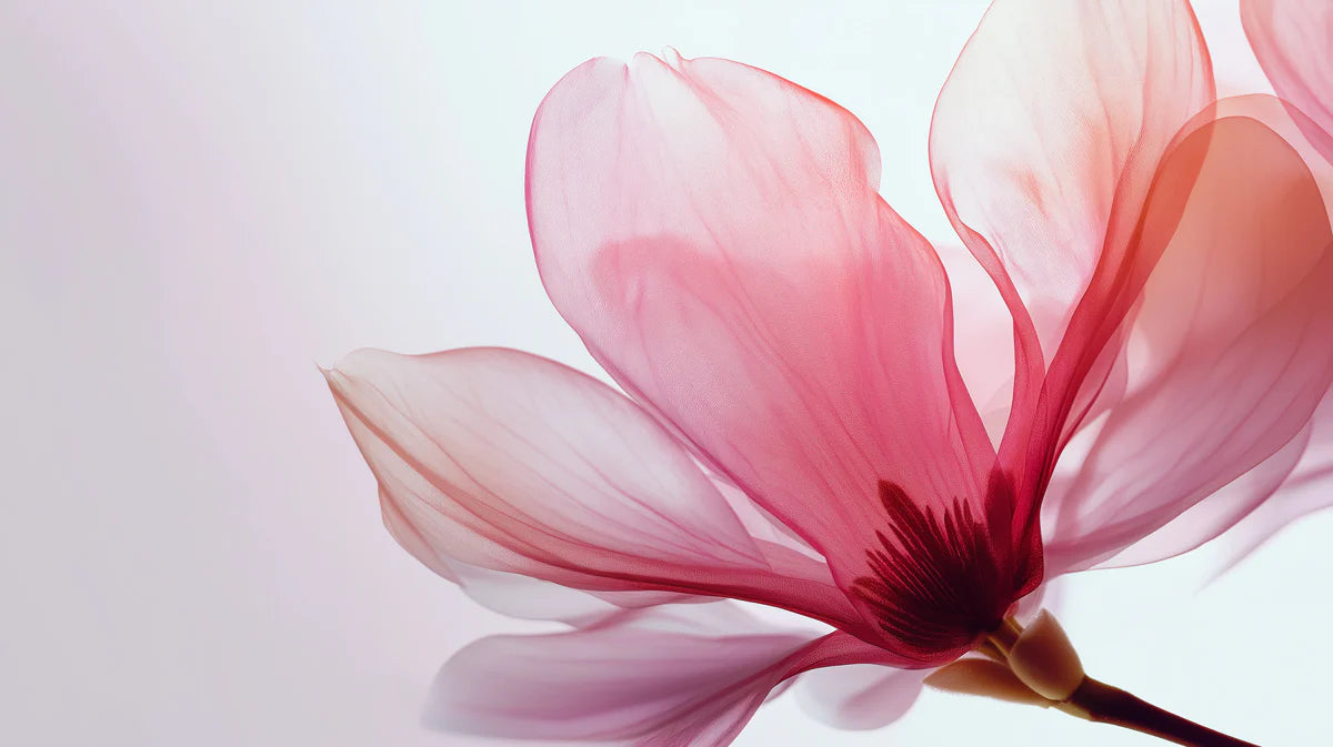 Translucent Pink Orchid Mural Wallpaper — Ethereal Macro Floral Art Mural Wallpaper - room preview 04