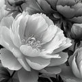 Monochrome Peony Bloom Mural Wallpaper — Dramatic Floral Wall Art Mural Wallpaper - room preview 04